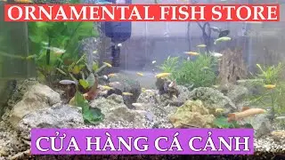 Siêu thị cá cảnh và bảng giá từng loại cá ( Ornamental Fish Supermarket )