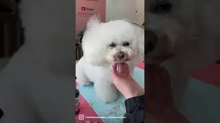 This is the most relax dog in the world💗 #bichonfrise @MelanieNewmanSalonEssentials