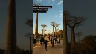 The Avenue of the Baobabs: A Journey Through Madagascar's Iconic Landmark