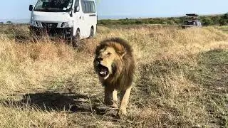 Oloshipa securing his territory