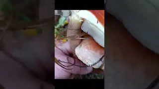 ложные опята кирпично красные 