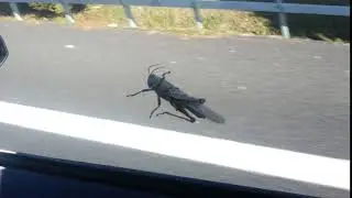 Scary grass-hopper hitches a ride at 130 km/h; seems to be waving at me??