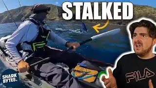 These Shark Encounters Are Absolutely Insane