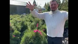 Сосна черная GreenTower Грин Тауэр