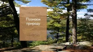 Лягушка! Видео с животными 6#