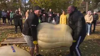 Сколько весит самая тяжёлая тыква в Латвии?