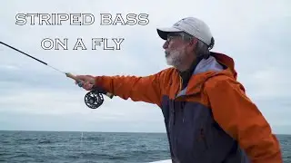 Striped Bass On A Fly