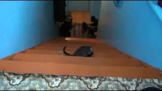 Кошачьи хахаряшки