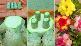 Desert Rose Plant Caudex GraftingType | Easiest Way To Graft Adenium