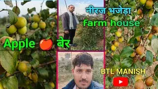 एप्पल बेर की खेती (फॉर्महाउस) भजेडा गांव 🍏 (BTL MANISH) नीरज मीना OWNER #btlmanish #kisan