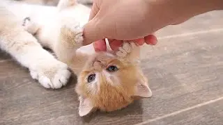 The kitten who used its short paws to reach for its owner's hand is so cute