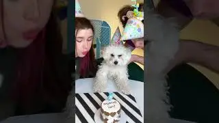 С ДНЁМ РОЖДЕНИЯ, БАМБУЛЬ! 