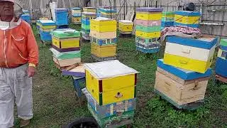 Весенняя ревизия пчелосемей средние и сильные расширяю