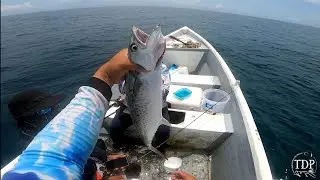 PESCA DE MACARELA Y YELOWTAIL //#pesca #yellowtail #macarela