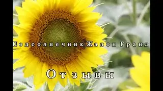 Семена подсолнечника Жалон Гранд отзывы