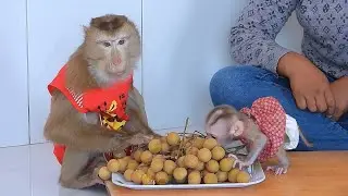 Adorable Olly With Tiny Valen Eating Sweet Longan Fruit