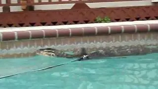 Water Monitor in pool 2 of 2