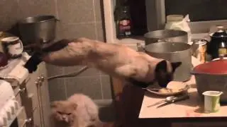 cats