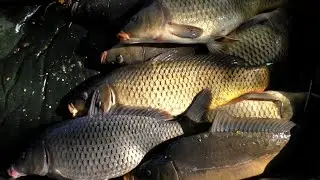 ЛУЧШИЕ 3 МОНТАЖА ДЛЯ ЛОВЛИ КАРПА И АМУРА!!! ТОП 3 МОНТАЖА НА КАРПА И АМУРА!!!