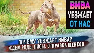 Американский Булли Вива уезжает. Щенки уезжают во Владивосток и в Ставрополь. Ждем роды у Лисы.