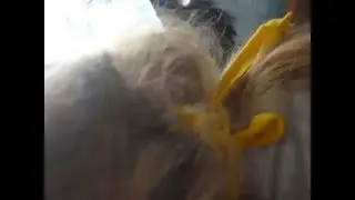 хозяйка