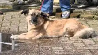 Foto's van geadopteerde Roemeense honden
