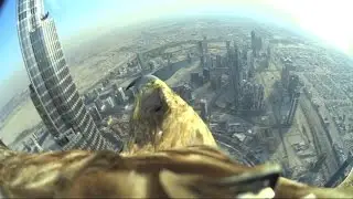 Dubai World Record Eagle Flight (uncut version, the full 5 minutes flight)