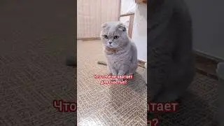 Что тебе не хватает для счастья? 