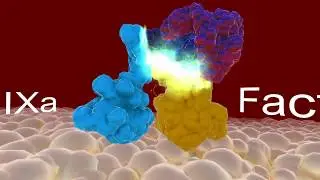 Roche Factor VIII VR Training