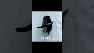 День святого Валентина...Ной не ныл и ты не ной....