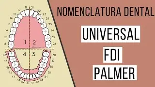 Nomenclatura dental FDI | Universal | Palmer | Odontología Con Cri