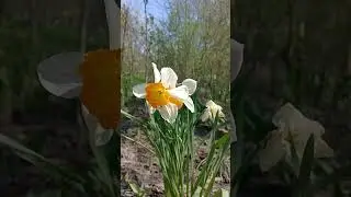 Прекрасний нарцис 💖