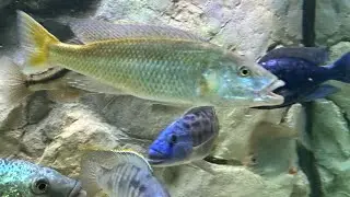 Malawi trout starting to show signs of color?