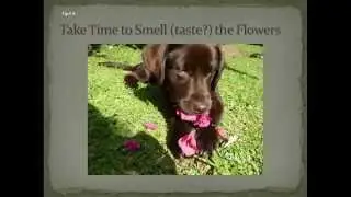 John Derry Serenity Vista Canine Therapy