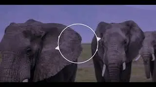 Jean-Jacques Perrey - The Elephant Never Forgets (Tubby Remix) 2024