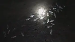 СОЛИГОРСКОЕ ВОДОХРАНИЛИЩЕ.РЕКА СЛУЧЬ.МНОГО ДОХЛОЙ РЫБЫ!!!КАТАСТРОФА  НА РЕКЕ!!!.браконьеры не спят!