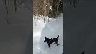 Природа лес ягдтерьер. Рыбалка охота ягдтерьер🦡