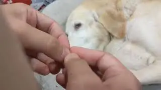 White Vinegar Home Remedy for Dog Ear Infection