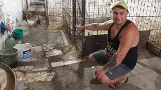 Теперь они будут в сарае. Покрылась ли Ночка???