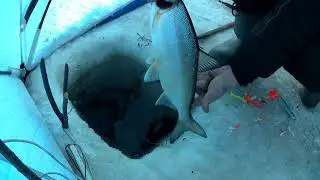 рыбалка на амуре 02.01.24