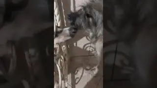 +1. Новый житель приюта 😔😔