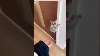 Милота