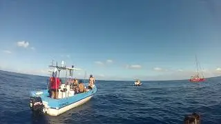 Dolphin Day