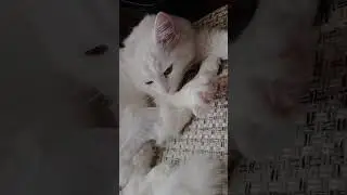 ПОДДЕРЖИ КАНАЛ ДЕНЕЖКОЙ, ссылка в описании #cat #смешно #котик #shots #юмор #рекомендации #ролики