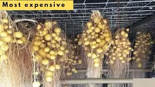 Modern Potato Agriculture Technology- Aeroponics Potato Farming- Potato Chips Processing Factory
