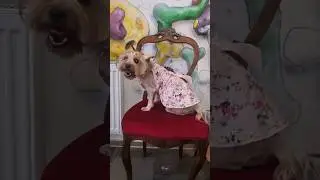 Фанни  после груминга в салоне Dog Trio.