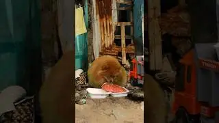 Give stray dogs hot dogs! #nico #funny #cute #dogtiktok #fyp #smartnico
