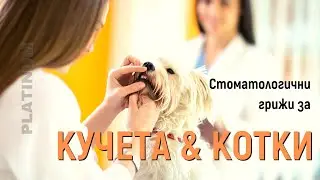 Стоматологични Съвети и Грижи за Кучета и Котки от Platinum Bulgaria