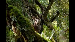 Roaring Red Stags of the Rugged South  - episode 2 of 4