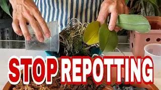 The Hidden Cost of Repotting Orchids Too Often